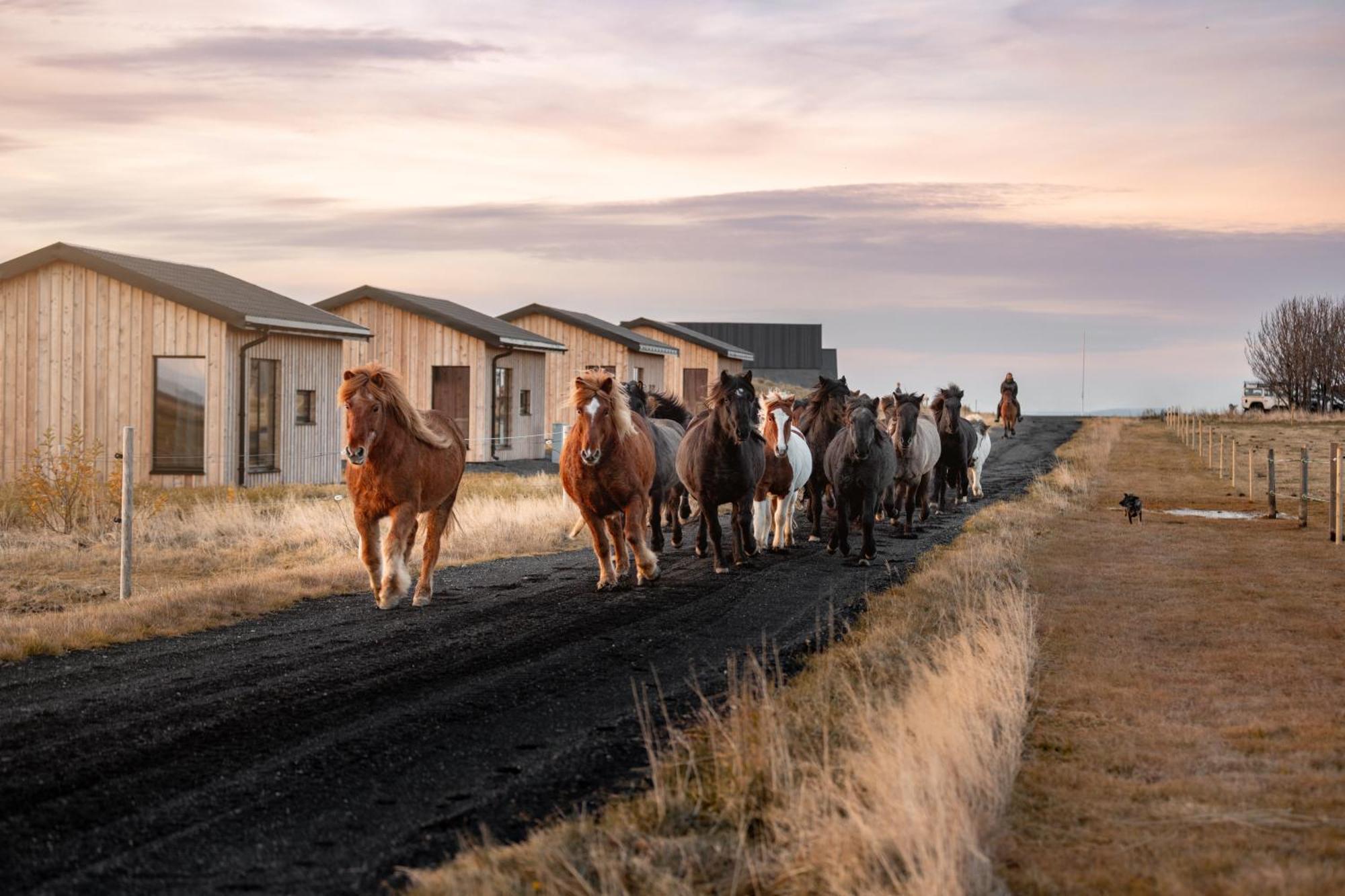 Apartament Sleeping With The Horses Hvolsvöllur Zewnętrze zdjęcie