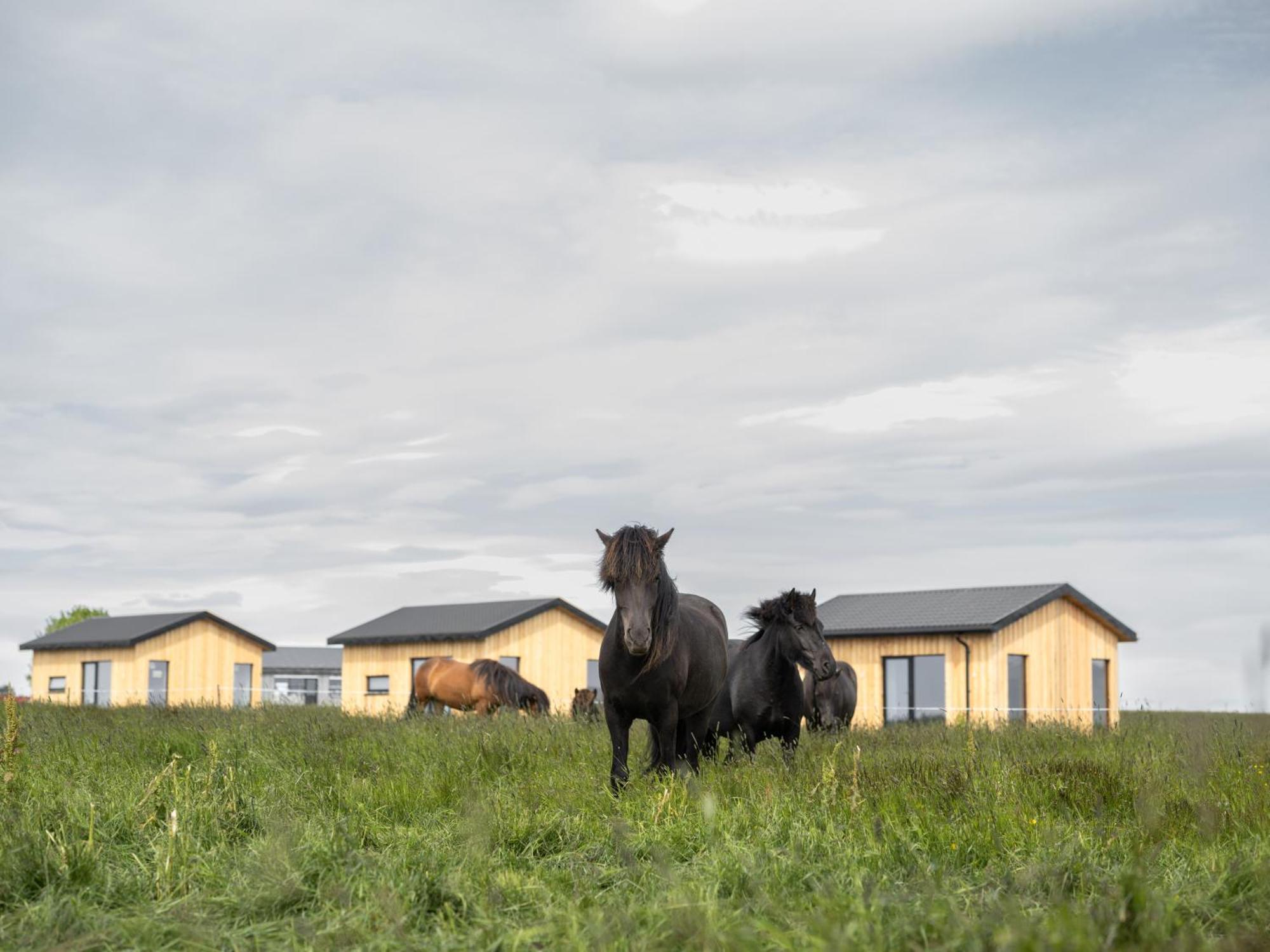Apartament Sleeping With The Horses Hvolsvöllur Zewnętrze zdjęcie