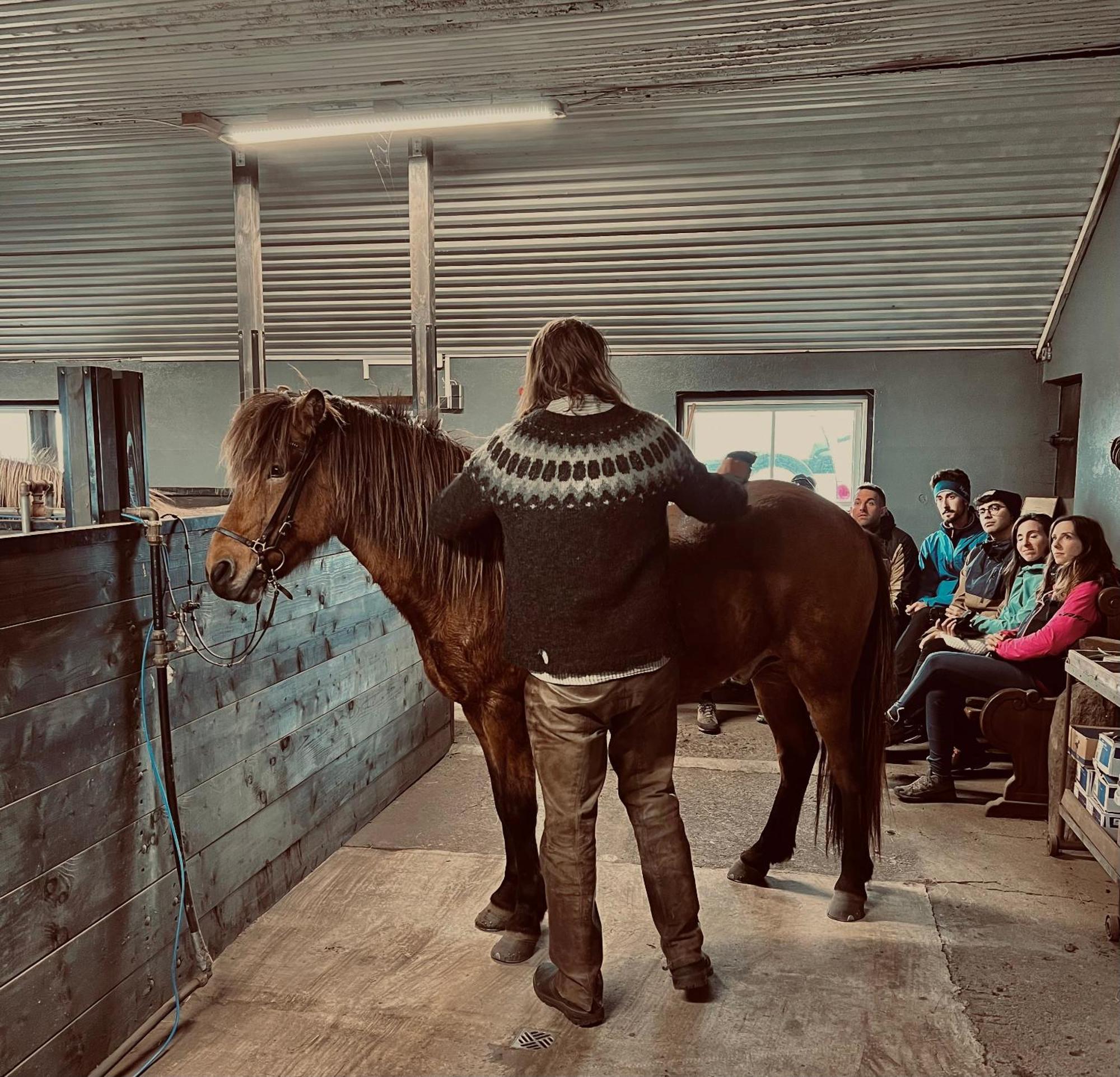 Apartament Sleeping With The Horses Hvolsvöllur Zewnętrze zdjęcie